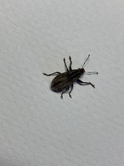 Naupactus leucoloma