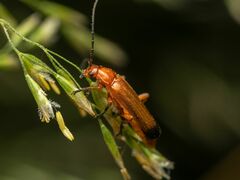 Rhagonycha fulva