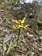 Diuris sulphurea