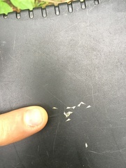 Sphenopholis intermedia