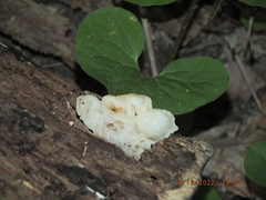 Sebacina sparassoidea