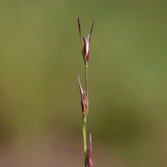 Uranthoecium truncatum