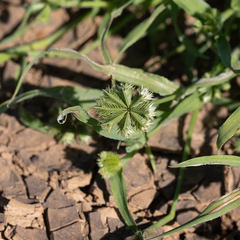 Dactyloctenium radulans