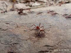 Formicidae