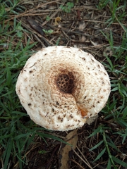 Chlorophyllum brunneum