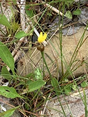 Xyris difformis