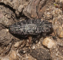 Chrysobothris