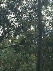 Polytelis swainsonii