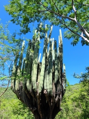 Pachycereus weberi