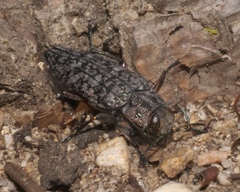 Chrysobothris