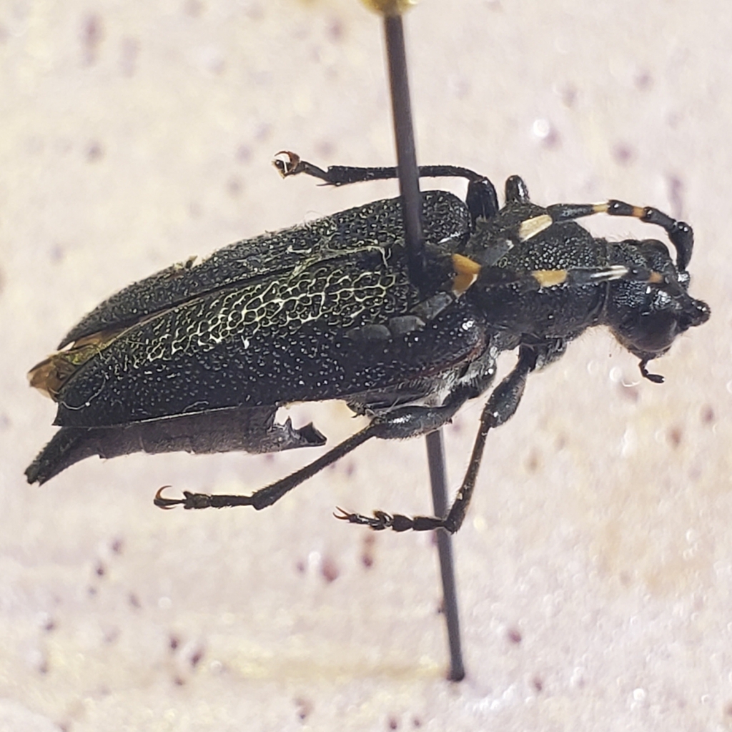Stictoleptura canadensis cribripennis