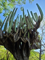 Pachycereus weberi