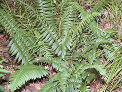 Polystichum acrostichoides