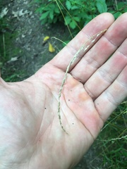 Sphenopholis intermedia