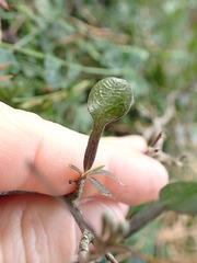 Corokia cotoneaster