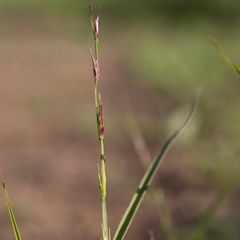 Uranthoecium truncatum
