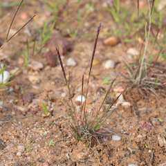 Tripogonella loliiformis