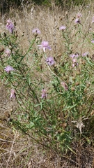 Centaurea stoebe