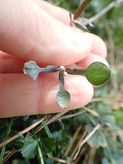 Corokia cotoneaster
