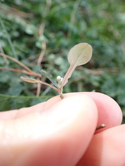 Corokia cotoneaster