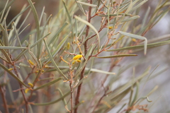 Acacia aneura