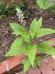 Phytolacca americana