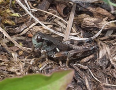 Melanoplus oregonensis