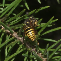Dolichovespula