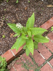 Phytolacca americana