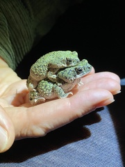 Anaxyrus debilis
