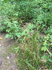 Sphenopholis intermedia