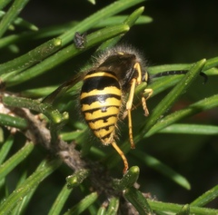 Dolichovespula