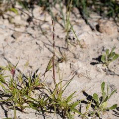 Uranthoecium truncatum