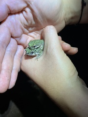 Anaxyrus debilis