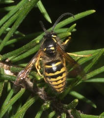 Dolichovespula