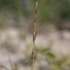 Uranthoecium truncatum
