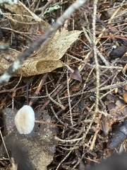 Mycetinis scorodonius