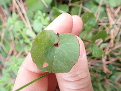 Convolvulaceae