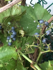 Vitis