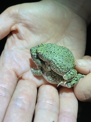 Anaxyrus debilis