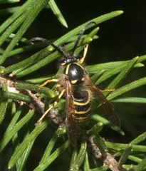 Dolichovespula