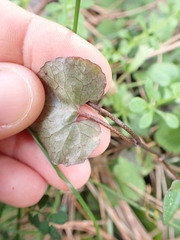 Convolvulaceae