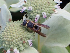 Euodynerus hidalgo boreoorientalis