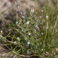 Euploca tenuifolia