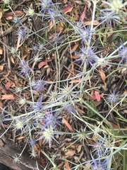 Eryngium ovinum