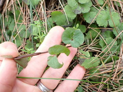 Convolvulaceae