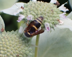 Euodynerus hidalgo boreoorientalis