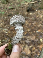 Strobilomyces strobilaceus