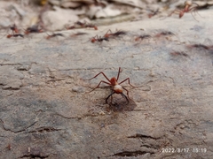 Formicidae