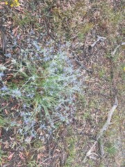 Eryngium ovinum